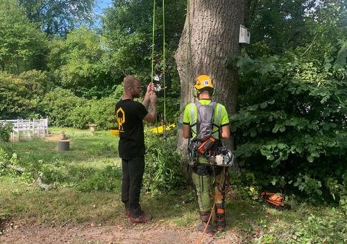 Utbildning av arborister i Stockholm