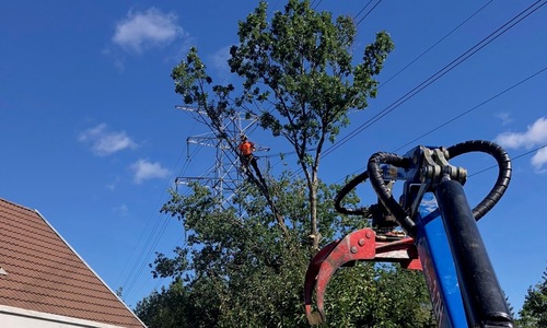 Trädvård i Stockholm med våra arborister