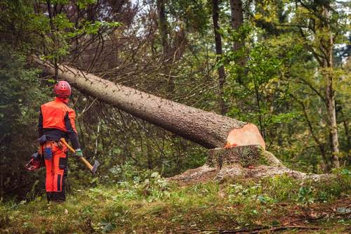 Arborist i Stockholm fäller träd