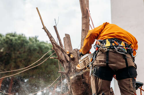 Trädfällning Borås, Trädgårdsskötsel Borås