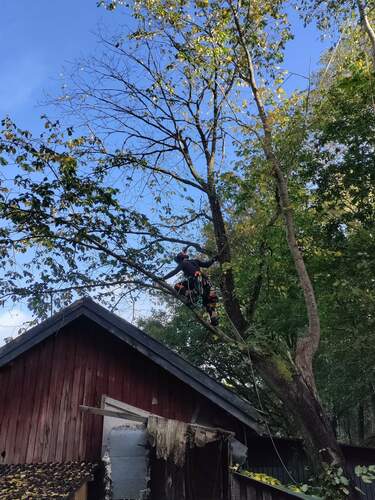 Bild på RZ Trädteknik AB – arborist i Hallands län