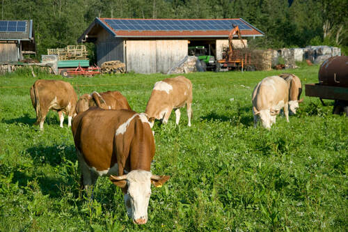 Bild solceller lantbruk