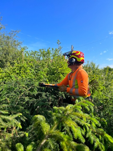 Trädgårdsskötsel Dalarna