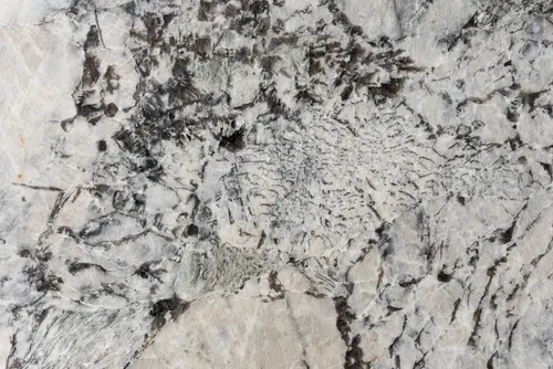 Granit Bianco Artico