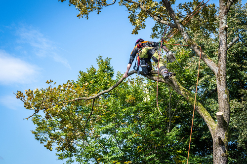 Hur blir man arborist?