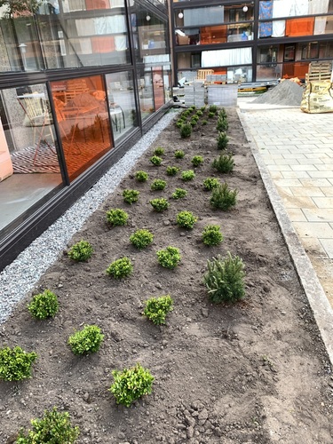 Plantering