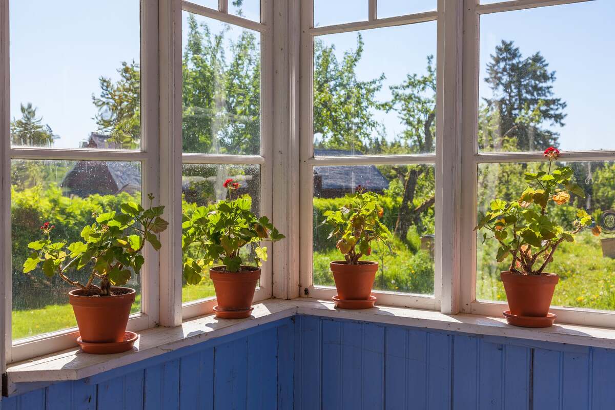 Inglasad veranda med blå träpanel och krukväxter i terrakottakrukor på fönsterbrädan, utsikt mot grön trädgård.