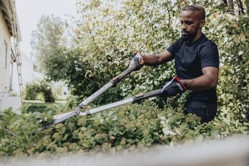 vår kollega klipper häck