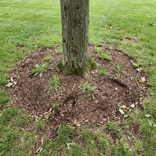 Bild från Wasa Trädfällning