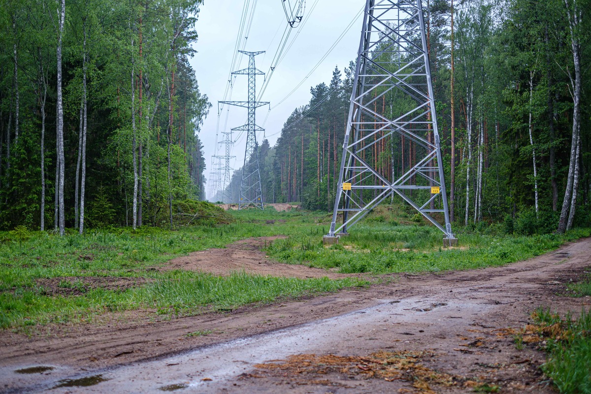 Kraftledningsstolpar och högspänningsledningar i skogsområde