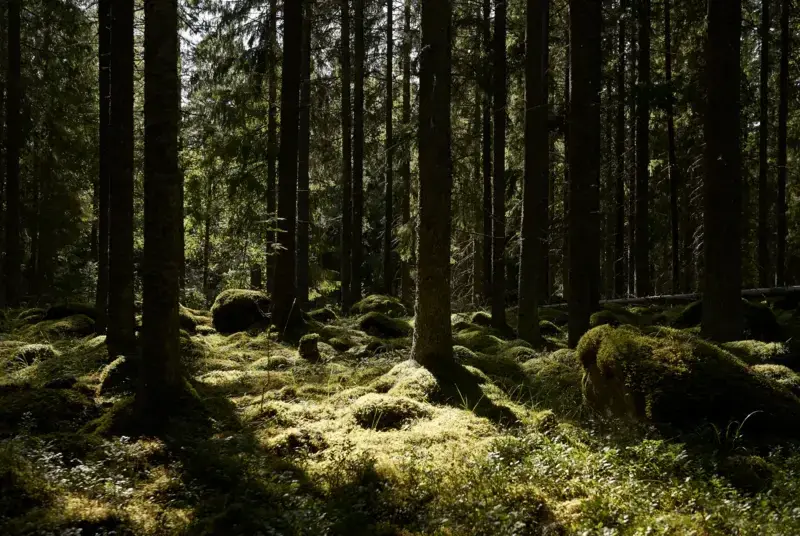 Dalarna - Tjänst från Gastrikeisolering.se