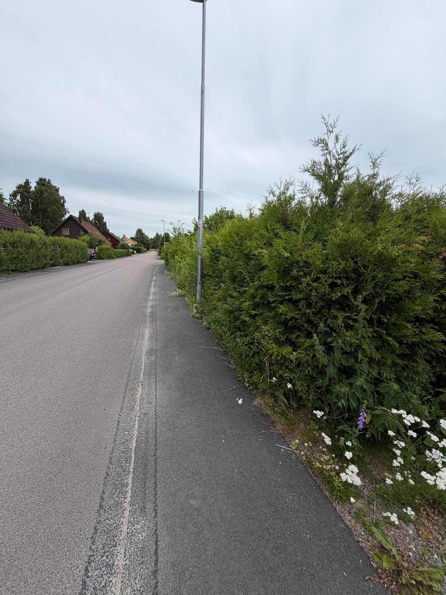 Oklippt häck som växer ut över en gångväg före häckklippning i Vålberg