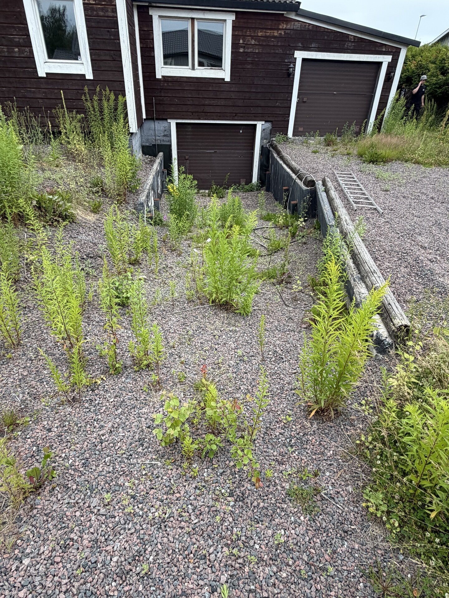 Grusyta full av ormbunkar och ogräs före rensning i Vålberg