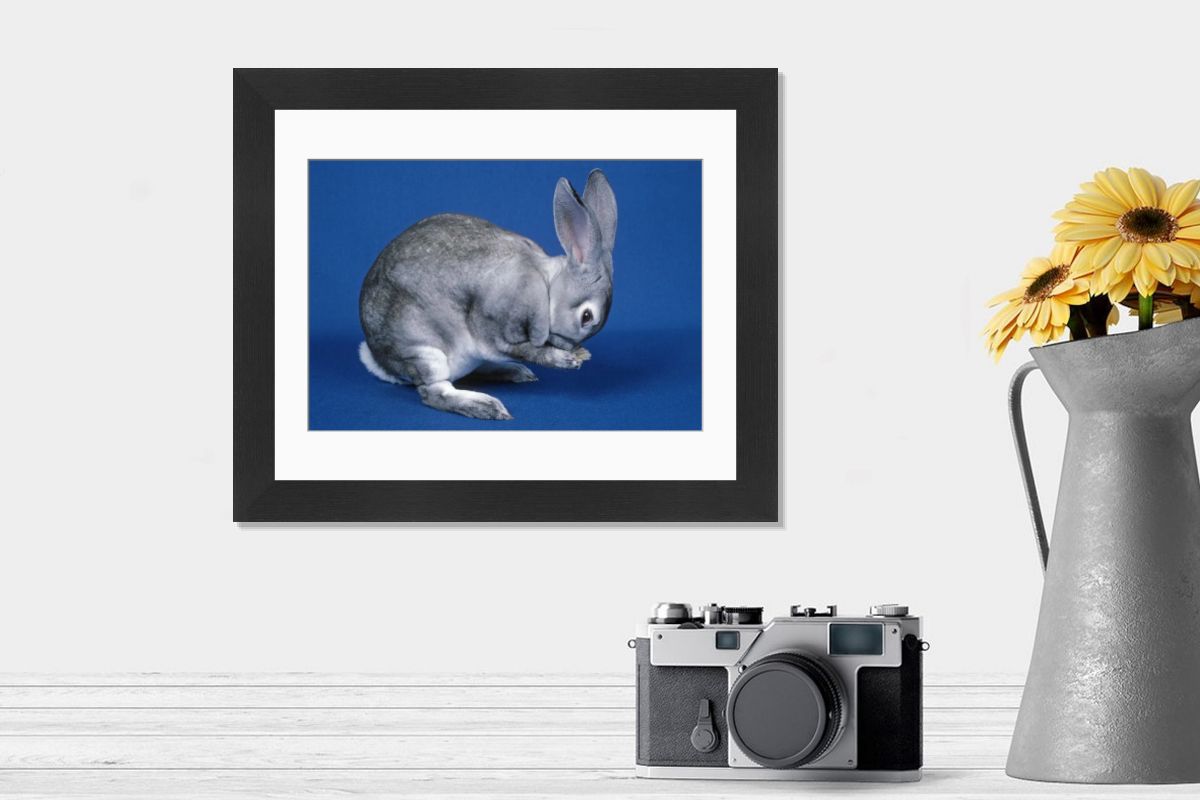 Chinchilla Rex Rabbit Print - Nose Rub. Art Prints, Posters