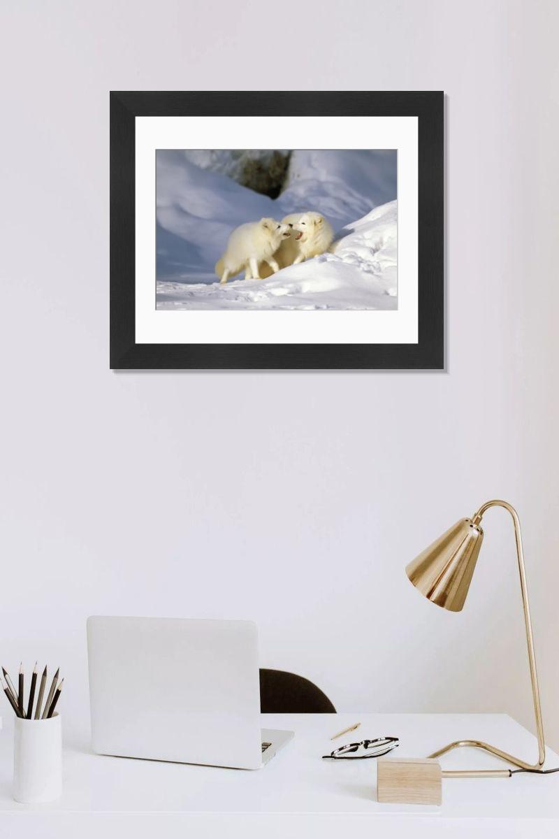 Arctic Fox Pair Print (Alopex lagopus). Art Prints, Posters