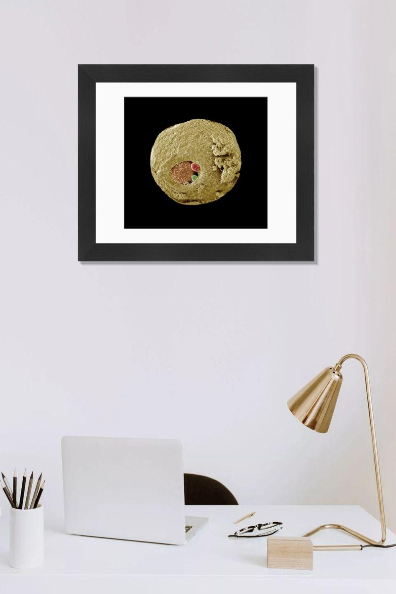 Early Human Embryo SEM Print (Date 3). Art Prints, Posters
