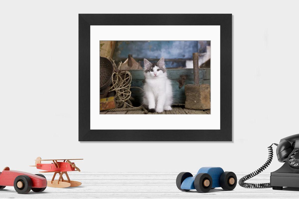 Norwegian Forest Cat - 10 Week Old Kitten Print. Art Prints