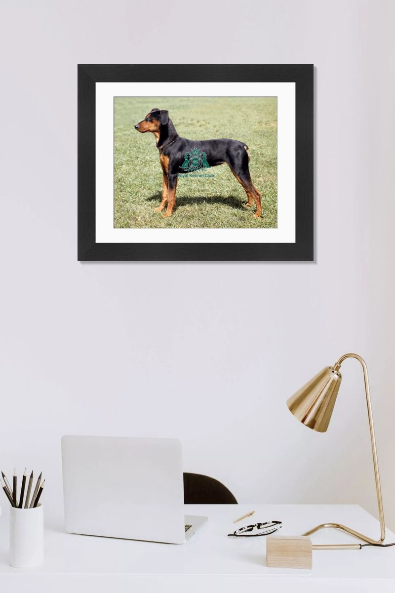 The German Pinscher Print (Working Group). Art Prints, Posters