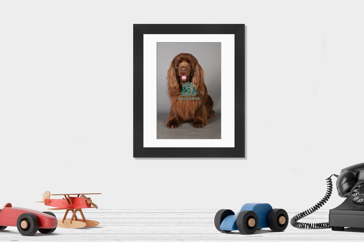 Crufts 2013 Sussex Spaniel Gundog Group Print. Art Prints, Posters