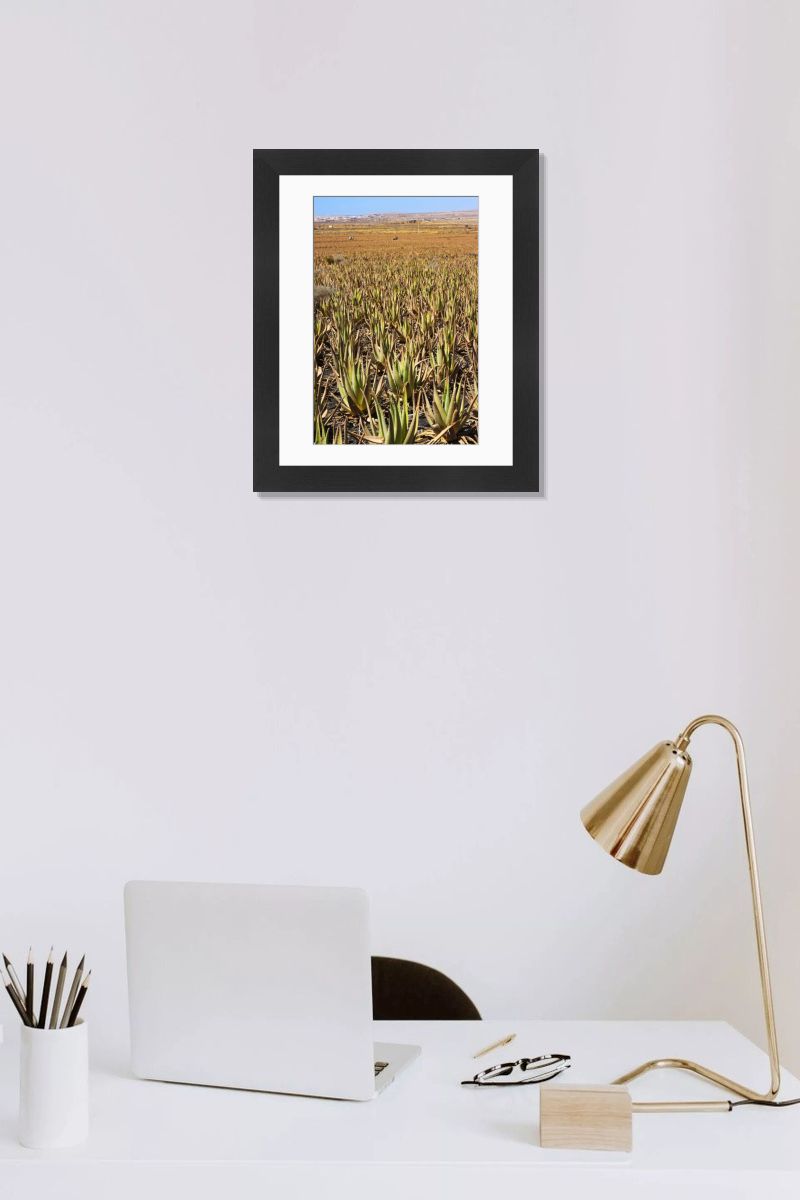 anthurium brownii Anthurium Brownii – INDONESIAPLANTS main image 0