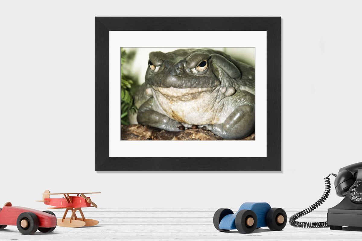 Colorado River Toad Print - Bufo alvarius, USA. Art Prints