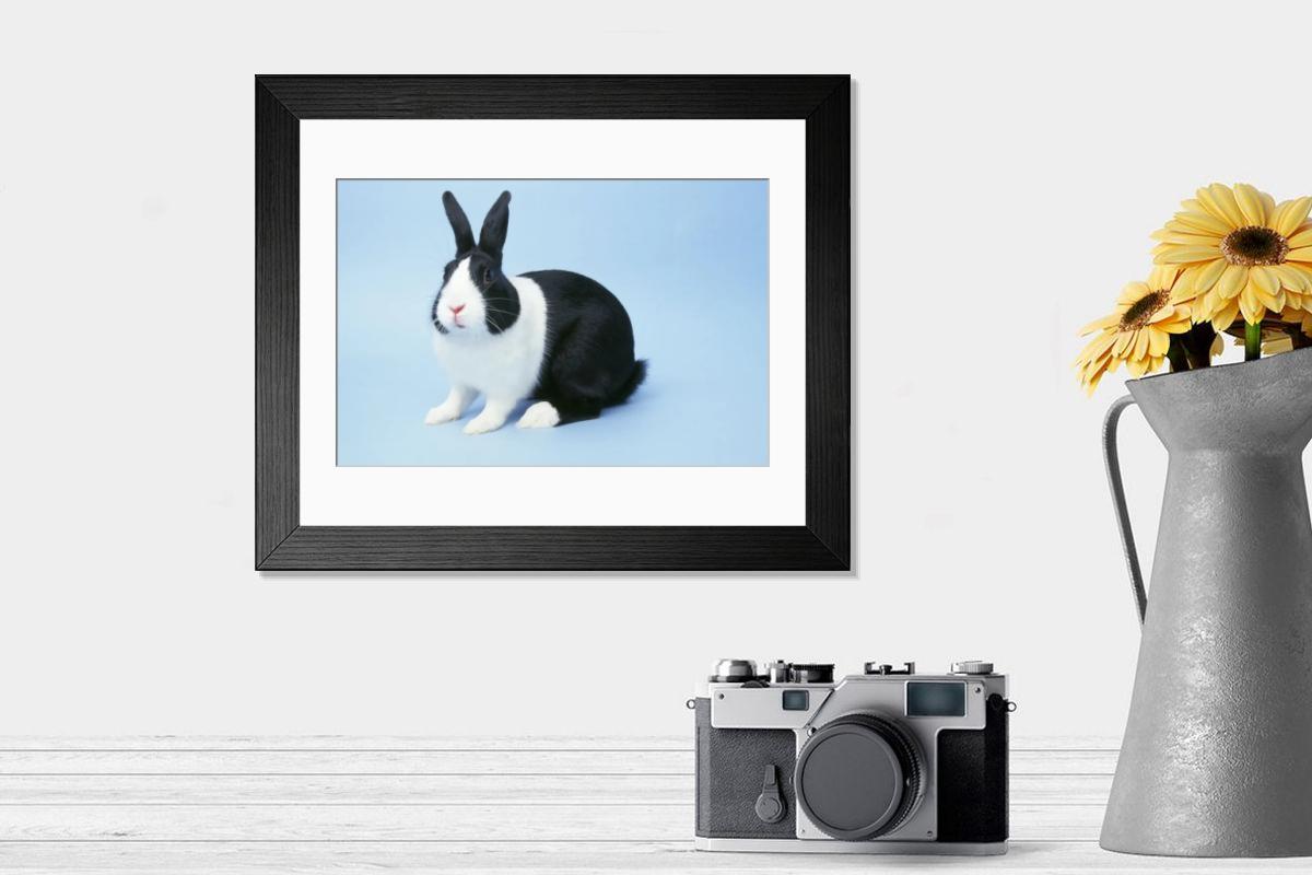Dutch Rabbit Print