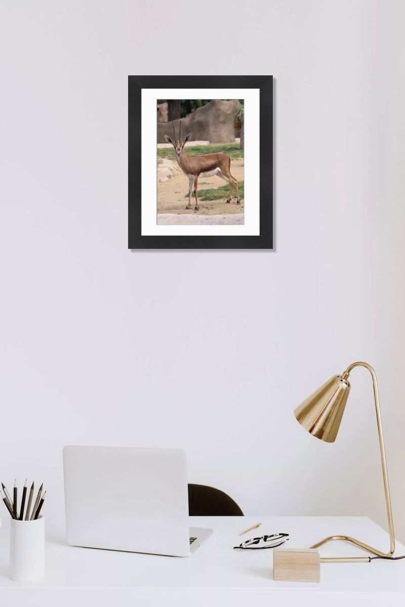 Cuvier's Gazelle Print - Endangered Male, Sahara Desert. Art