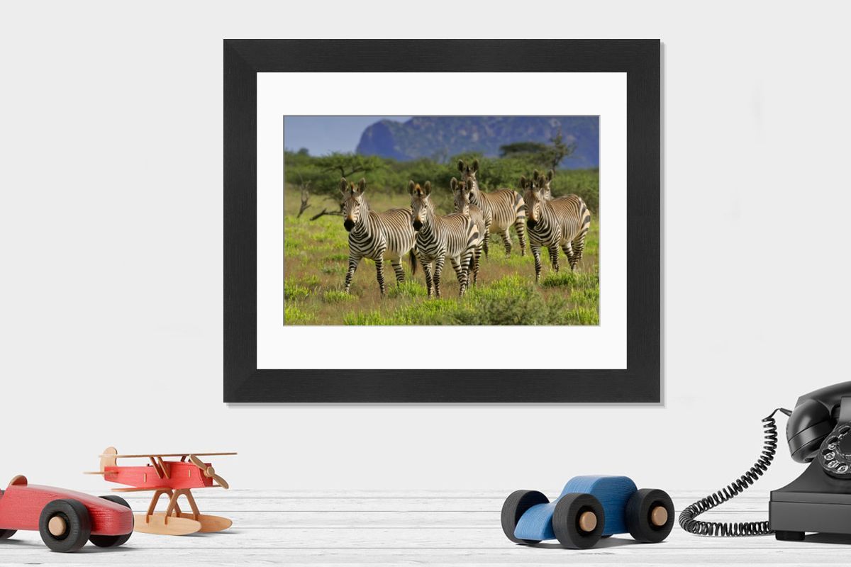 Mountain Zebra Herd Print - Namibia, Africa. Art Prints, Posters