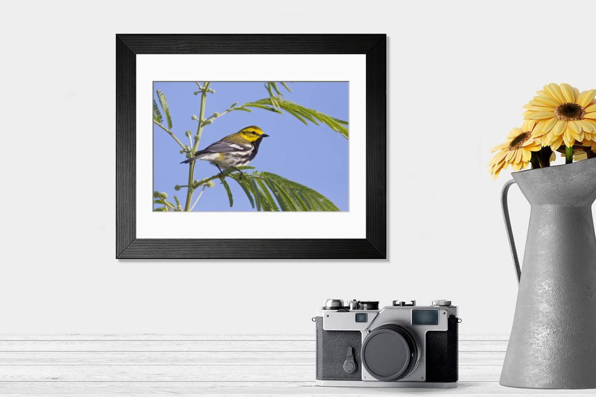 product preview 0