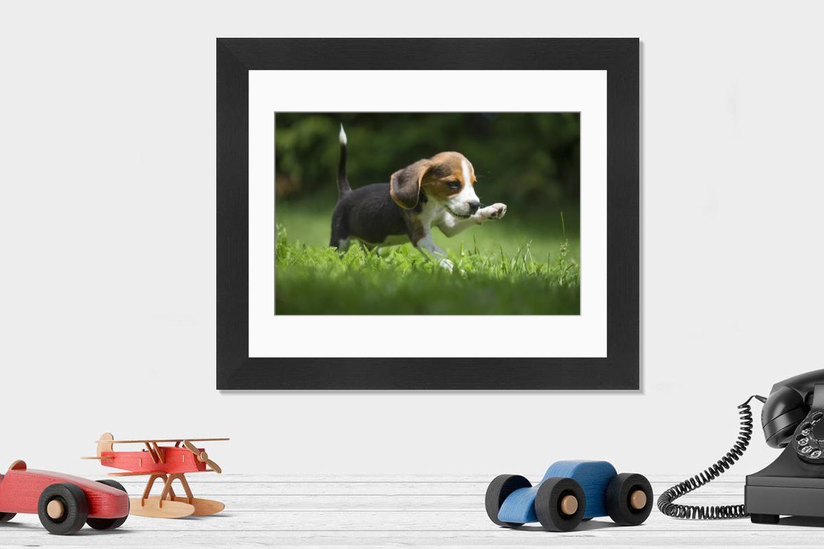 Beagle Puppy in Garden Print, March 2018. Art Prints, Posters