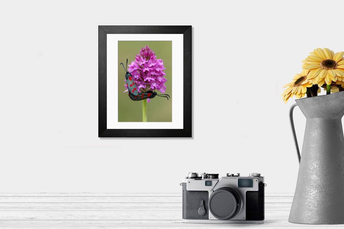 product preview 0