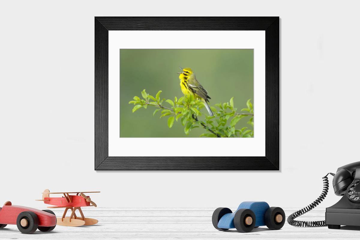 product preview 0