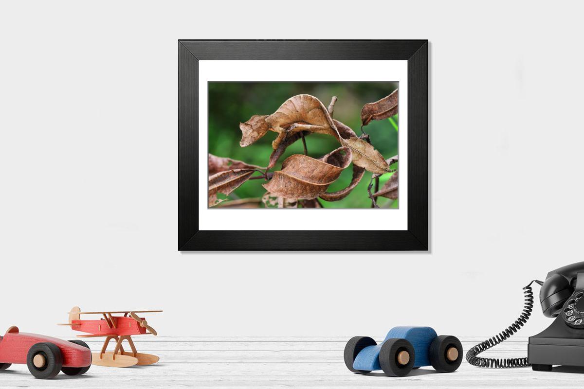Fantastic Leaf-tailed Gecko / Satanic Leaf-tailed Gecko Print