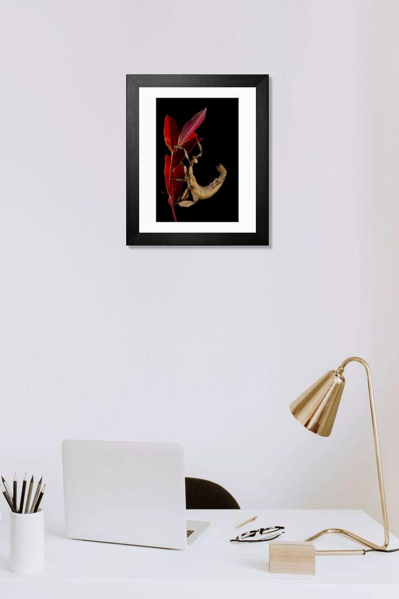 product preview 0