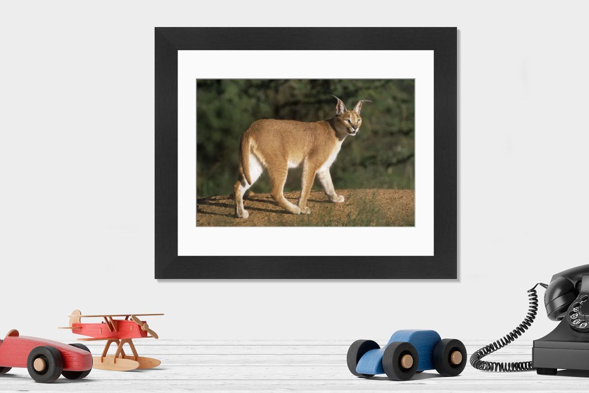 African/Asian Caracal Print - JD-17178, Botswana. Art Prints
