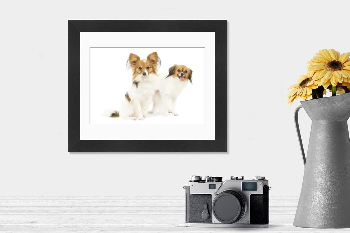 Papillon & Continental Toy Spaniel / Phalene Print LA-5235. Art