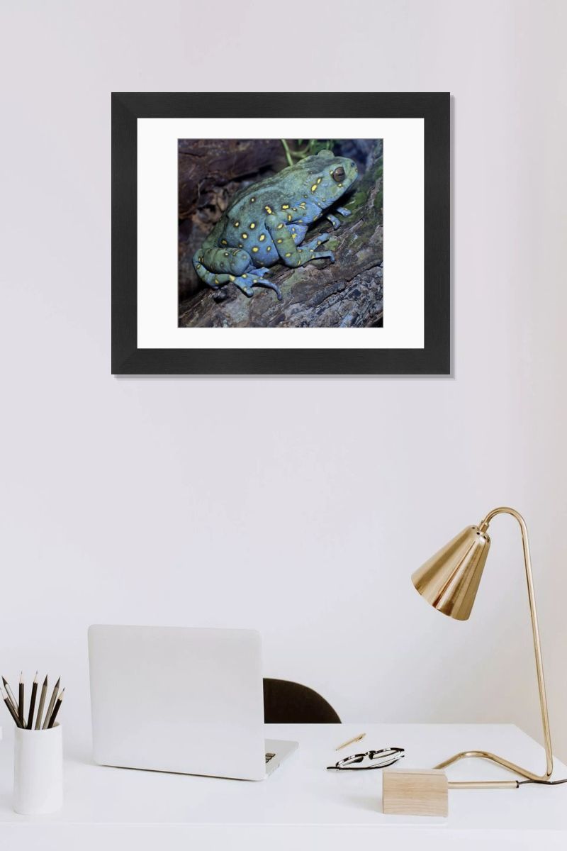 Asian Yellow-Spotted Climbing Toad Print - Borneo PM-10475. Art
