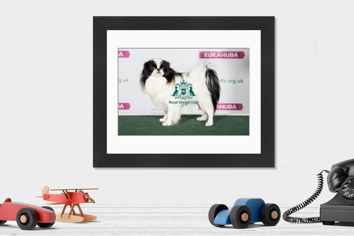Japanese Chin Print - Crufts 2019 Best of Breed Winner. Art Prints