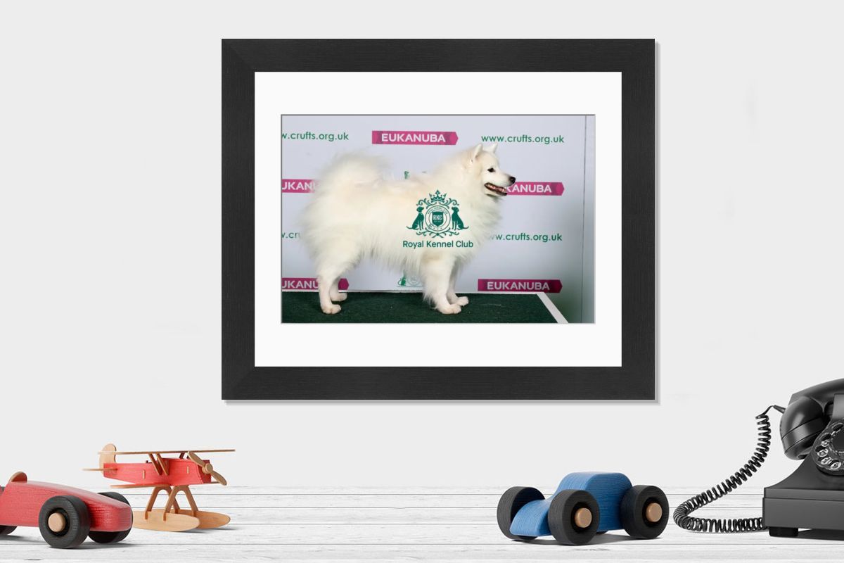 Japanese Spitz Print - Best of Breed Winner. Art Prints, Posters