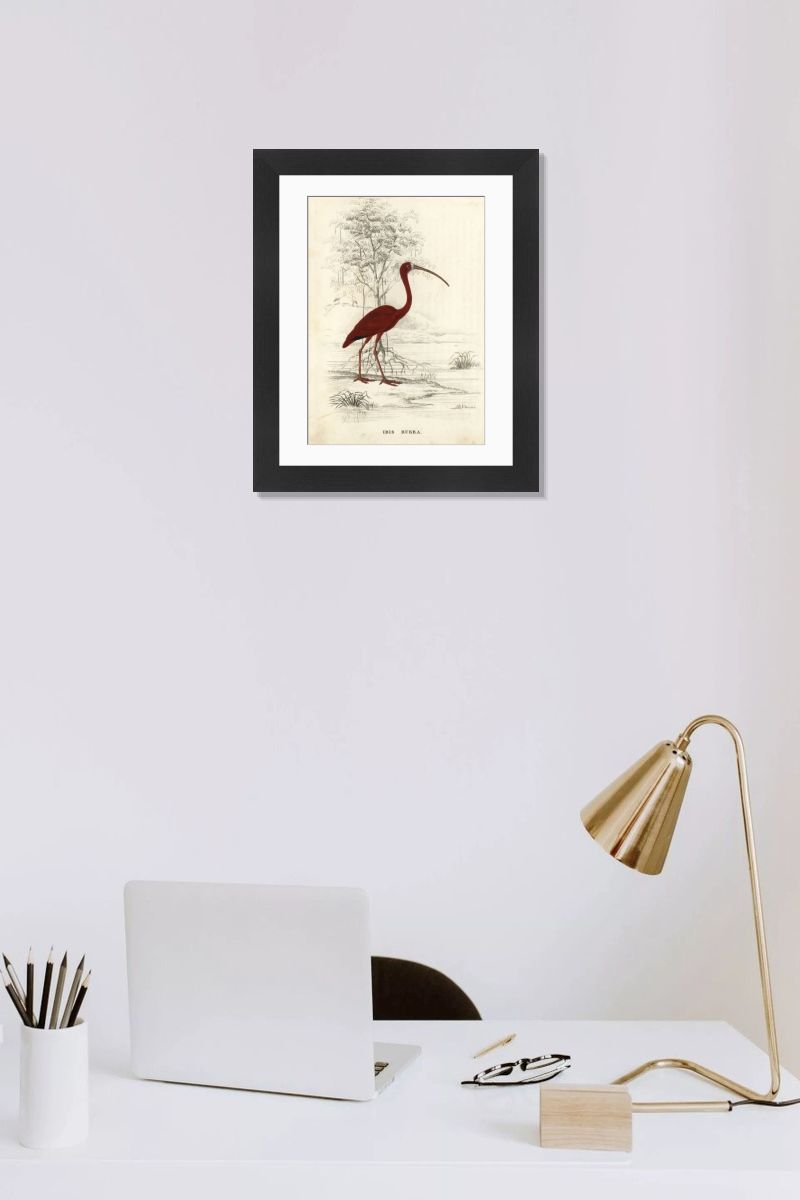 Scarlet Ibis Print, 1842 Handcoloured Steel Engraving. Art Prints