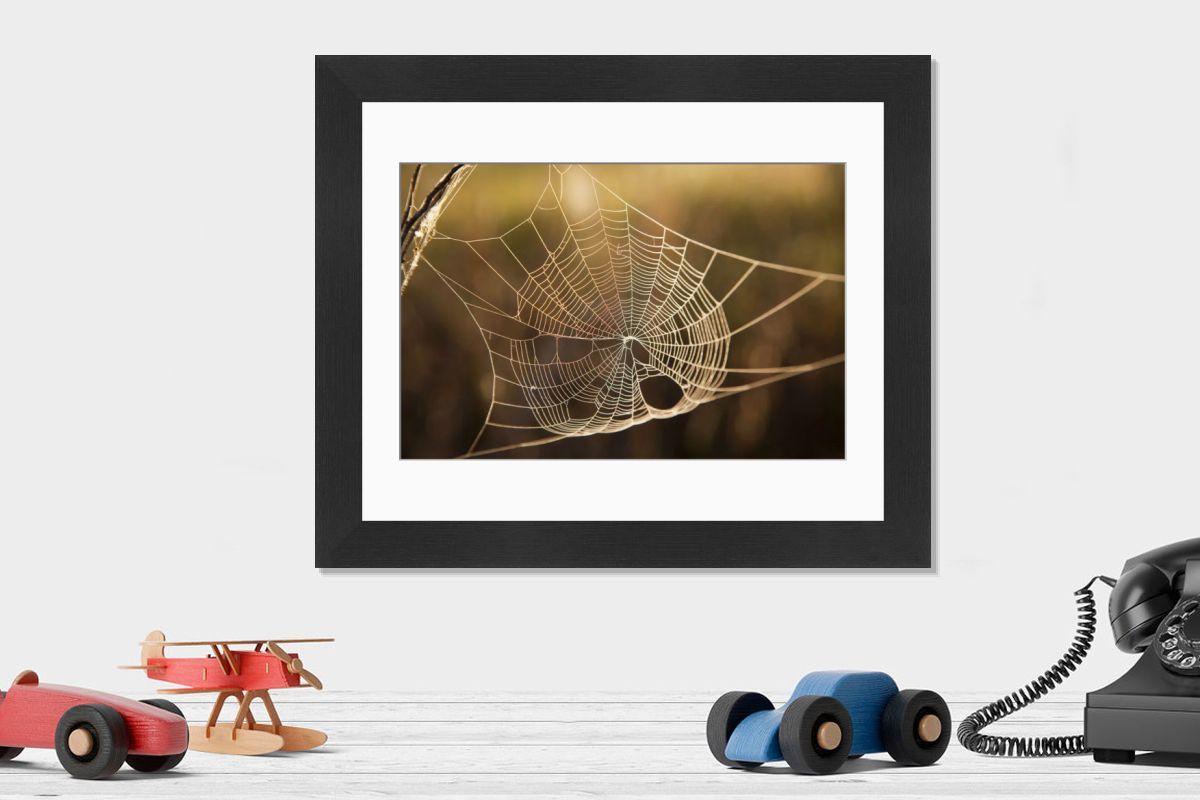 Backlit Spider Web Print at Montana Sunrise. Art Prints, Posters