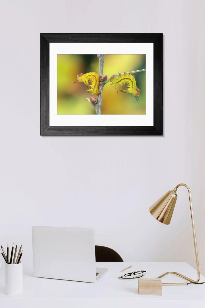 product preview 0