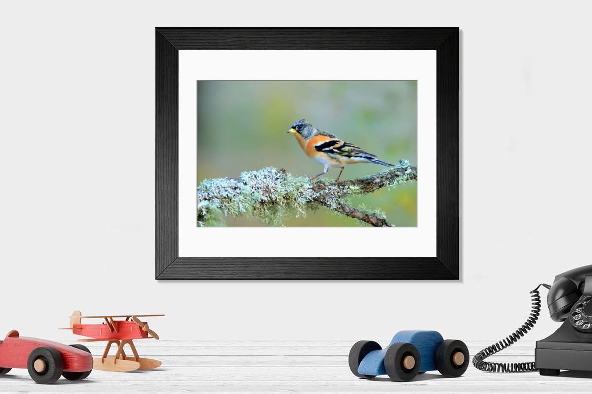 product preview 0