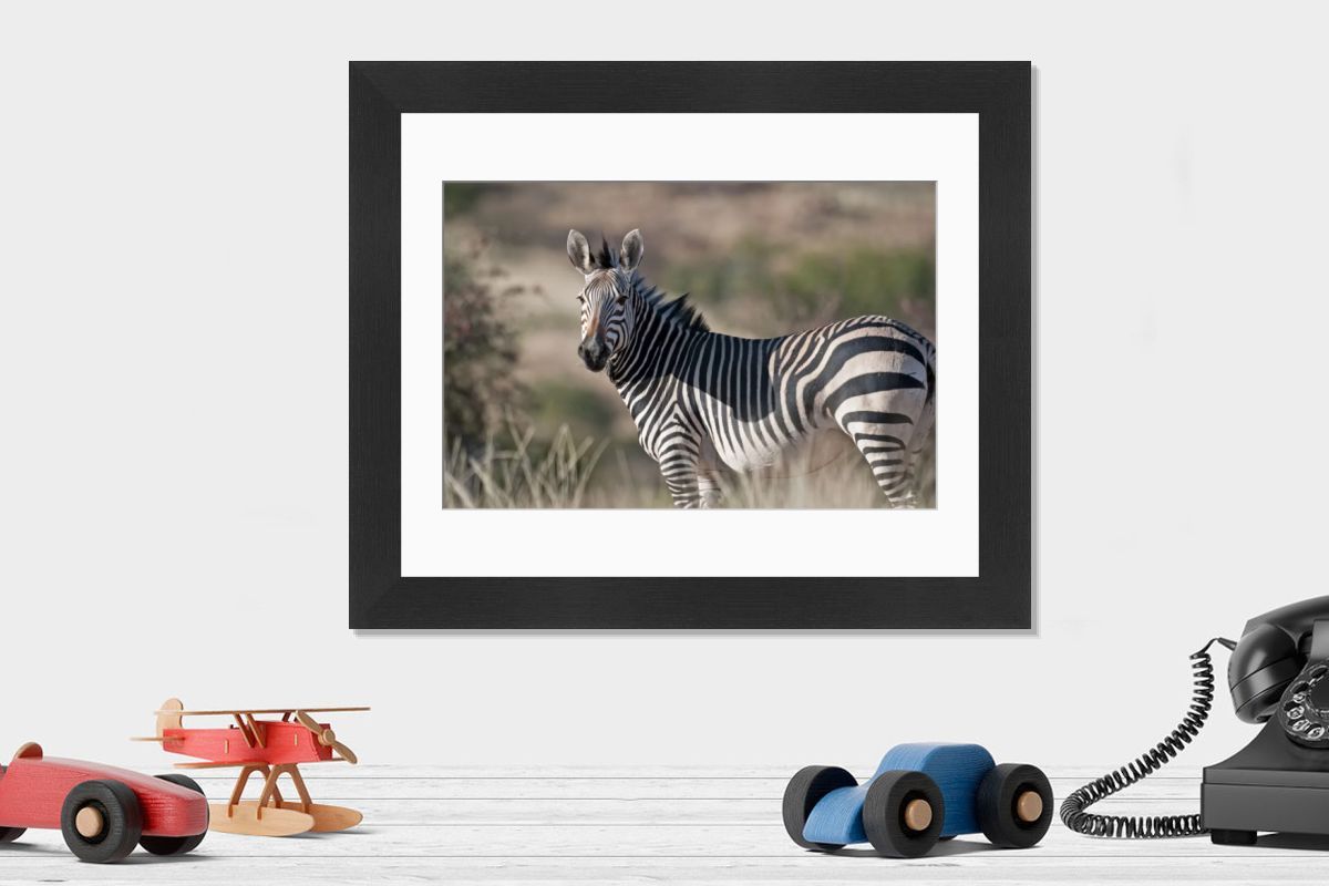 Hartmann's Mountain Zebra Close View Print - Northern Namibia. Art