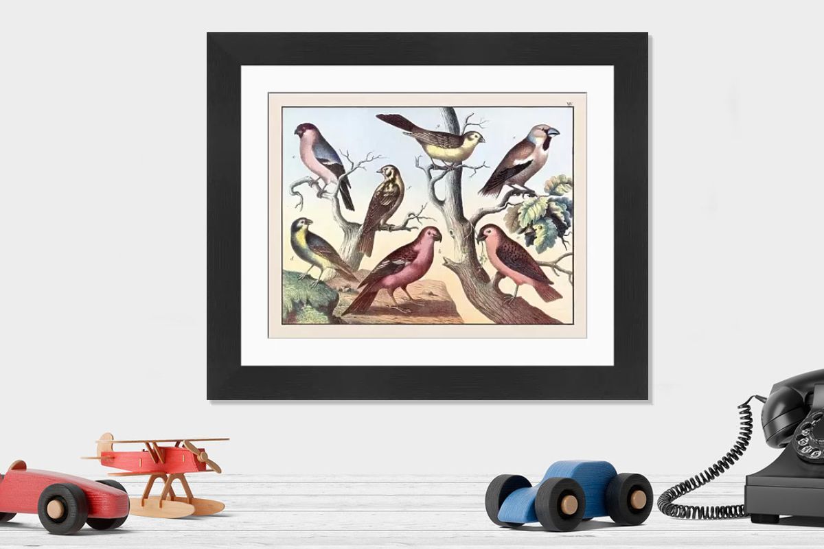 Vintage 19th Century German Print of Bird Illustration. Art Prints