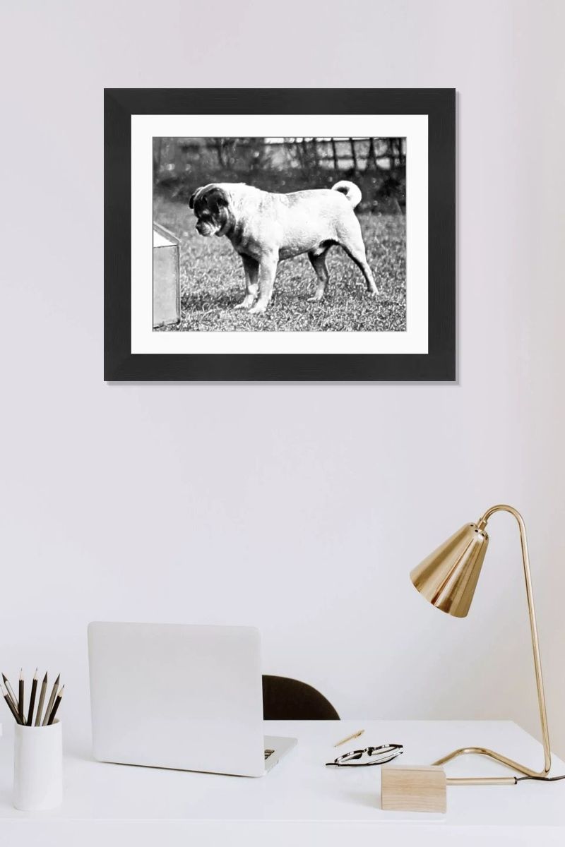 A Pug Dog Print, Late 19th Century. Art Prints, Posters & Puzzles