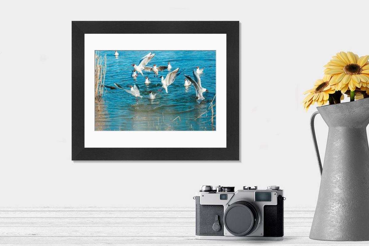 Playful Seagulls Print with Spread Wings. Art Prints, Posters