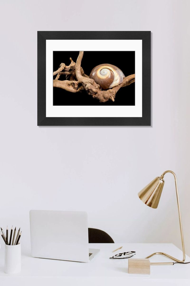 Polished Brown Moon Snail Shell Print. Art Prints, Posters