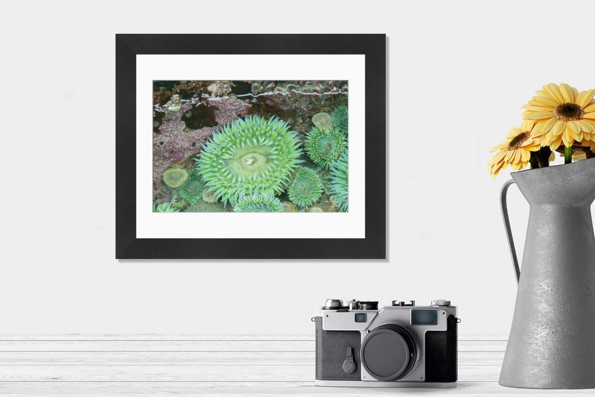 Giant Green Sea Anemone Print, Olympic National Park. Art Prints
