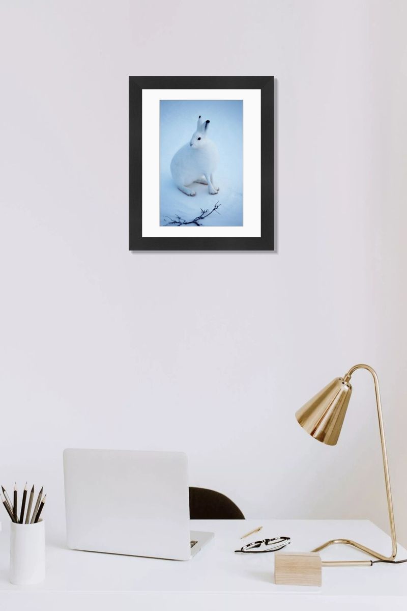 SuperStock Print of Arctic Hare. Art Prints, Posters & Puzzles